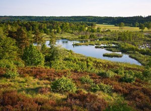 Bøllingsø