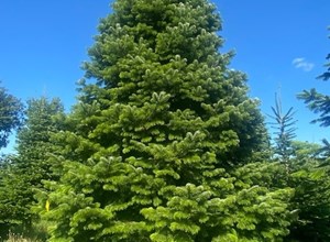 Tall Christmas Trees